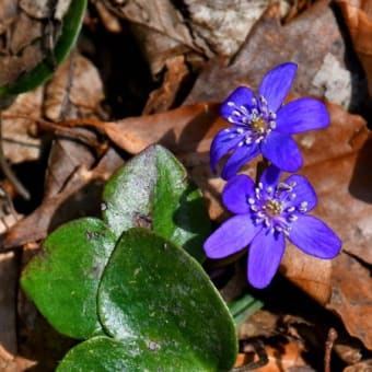 山形のとある山で濃色の雪割草を（2025年4月10日）