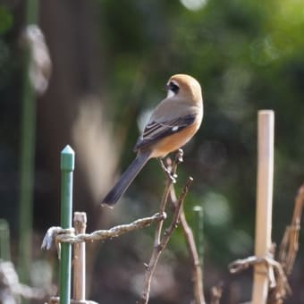 昭和記念公園散策（野鳥編）