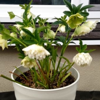 かわいいチューリップとか花壇を耕したりとか