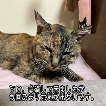 だるい・・・。