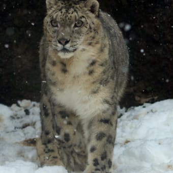 雪の似合う男