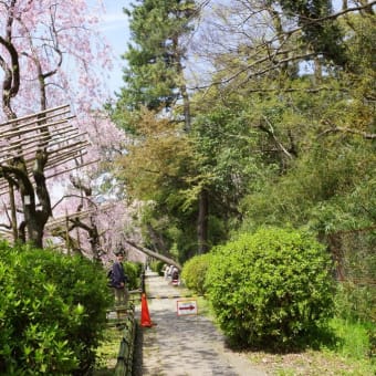 京都の旅　鴨川茶店