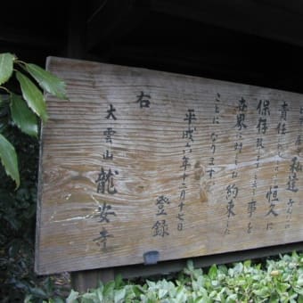 京都　青モミジ100シリーズの龍安寺（りょうあんじ）