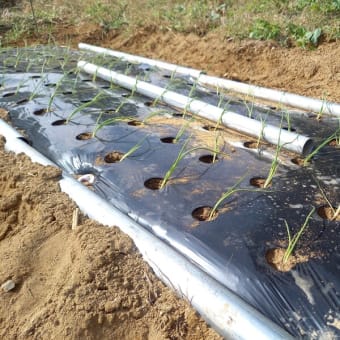 タマネギの植え付け追加そしてミニ白菜の収穫