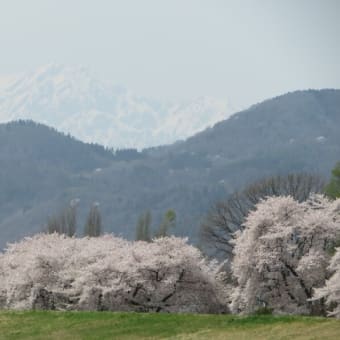 暑熱順化で桜巡り！