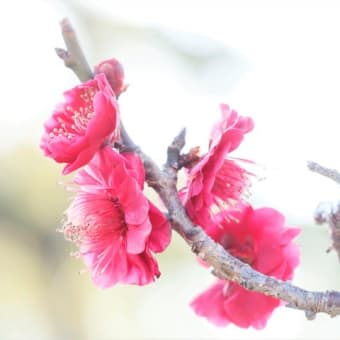 天神山から梅林公園・楼閣へ…今年の梅は始めて（　＾ω＾）・・・