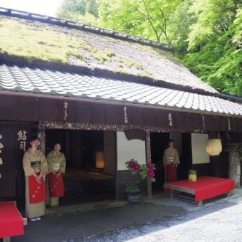 京都　青モミジ100シリーズと苔・竹林の化野念仏寺