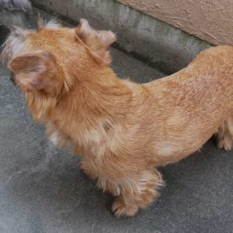プラッキングのナイフ