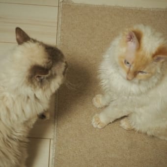 リッくんと同じに