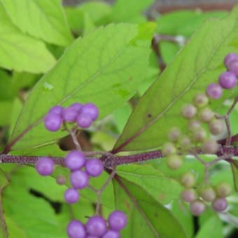 家の周りの花