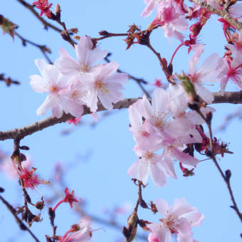 座間市　さくら百華の道の桜（３月中旬の桜の様子）（座間市）