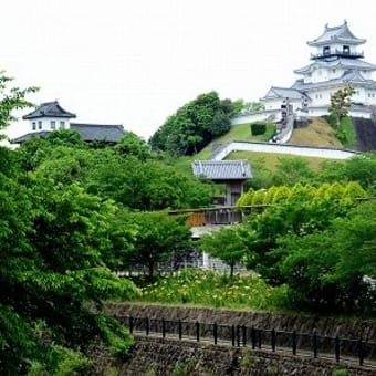 掛川城下の逆川堤防沿いのゆりが咲き始めました。　(掛川市)