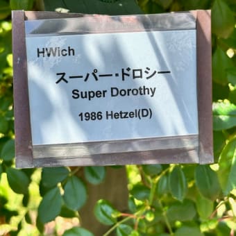 スーパー・ドロシー　Super Dorothy 【HWich】