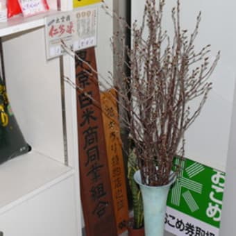 初桜