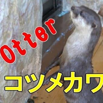 コツメカワウソのおねだりタイム　桂浜水族館