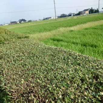 庭仕事