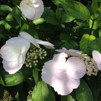 紫陽花の狂い咲き？