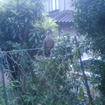 庭で山鳩が巣作り。。