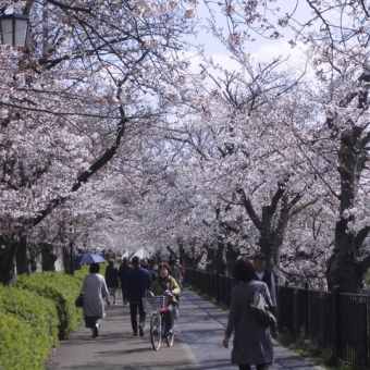 桜の花