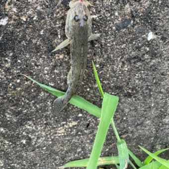 ハゼ釣り〜楽しかった