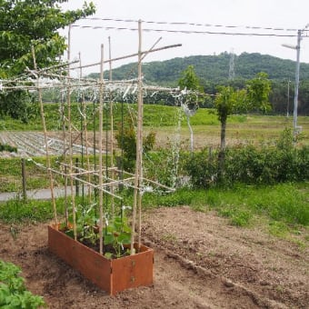 2018/5/20　ひょうたん・山椒・かたつむり