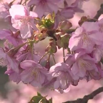 早咲きの桜 『 河津桜まつり』 始まる・静岡　２０２０年０２月１０日