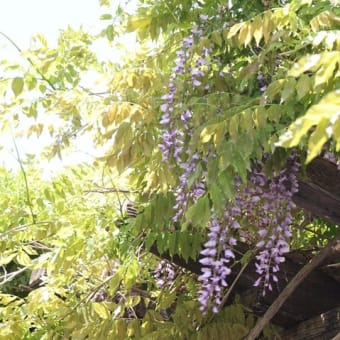 遊歩道のフジ…やっと！…風に揺れる花房に感動！