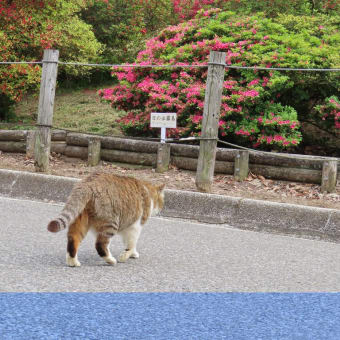 花山公園 / 館林