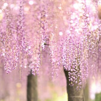 花のいのちは短くて～武蔵寺の藤