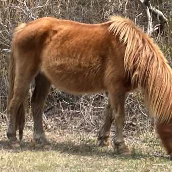 野性の馬