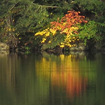 水辺の秋
