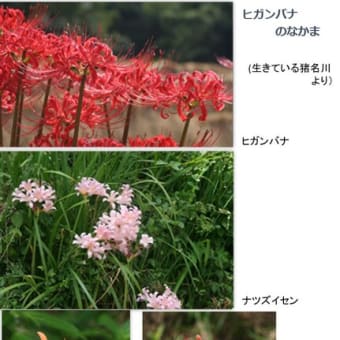 ブランド通販 こどもの本が面白い⑫「せみの生活を調べよう」林正美著・さえら 絵本・児童書