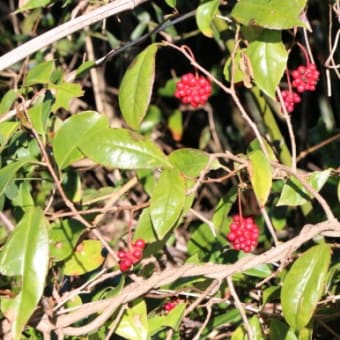 サネカズラ（マツブサ科・サネカズラ属）常緑つる性木本
