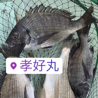 画像一覧 孝好丸 今日の釣果 画像一覧 孝好丸 今日の釣果