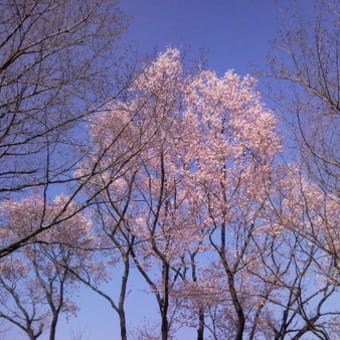 サクラ、桜に、夏ミカン