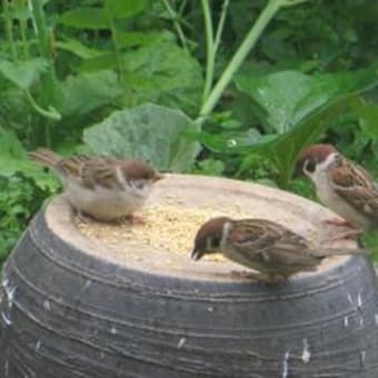 雀の雛、初お目見えーすずめの食事教育が行われました