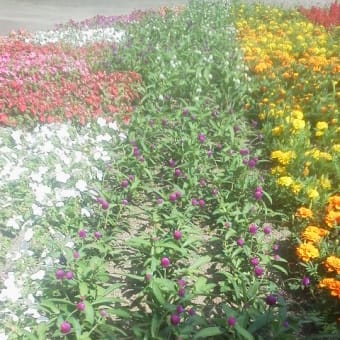 千里南公園のサルビア・マリーゴールド花壇
