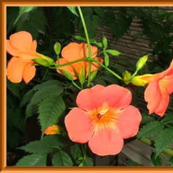 夏の花