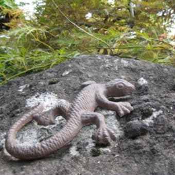 アゲハの庭