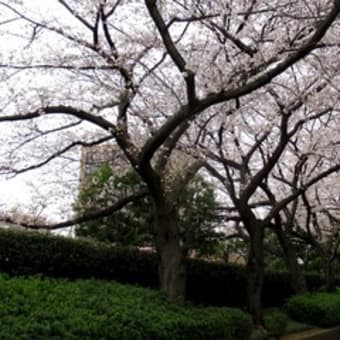 染の小道・梅から桜の季節へ