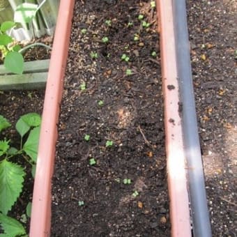 早々の植え替え作業