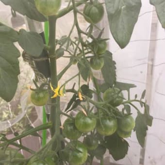 衣紋掛けがほしい