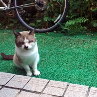庭にやってくる猫さんたち