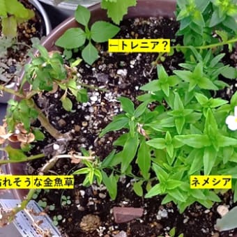 BABYひまわりとビオラの種まき　20250712