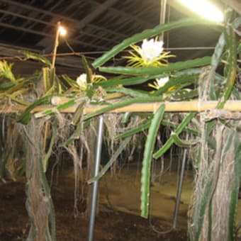 植物観察に行こう　アグリの里