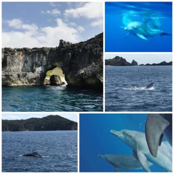 日本で1番遠い島、小笠原諸島〜イルカ、クジラ、南島～