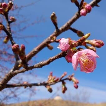 梅と桜