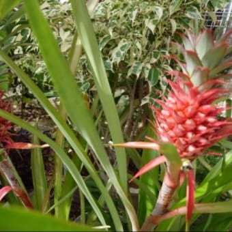 今年の花パイン