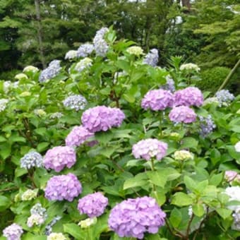 2011年6月19日(日)　法金剛院