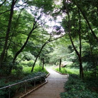 東高根森林公園（知られざる癒しの公園）